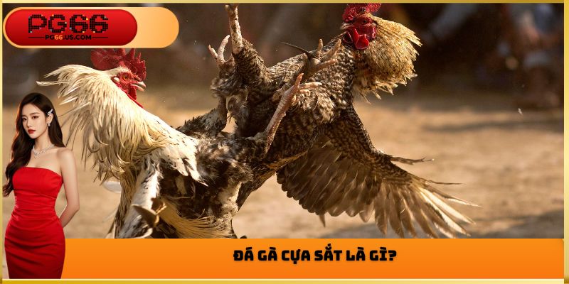 Đá gà cựa sắt là gì?